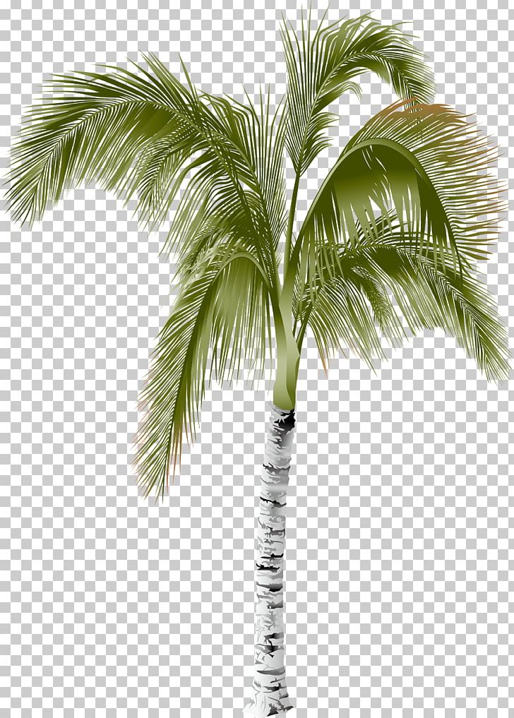 Arecaceae Areca Palm Tree PNG, Clipart, Arecaceae, Arecales, Areca Palm, Attalea Speciosa, Borassus Flabellifer Free PNG Download