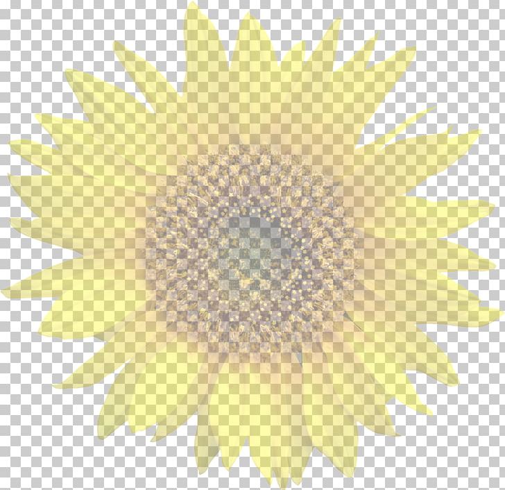 Common Sunflower PNG, Clipart, Closeup, Common Sunflower, Daisy Family, Flower, Flowering Plant Free PNG Download