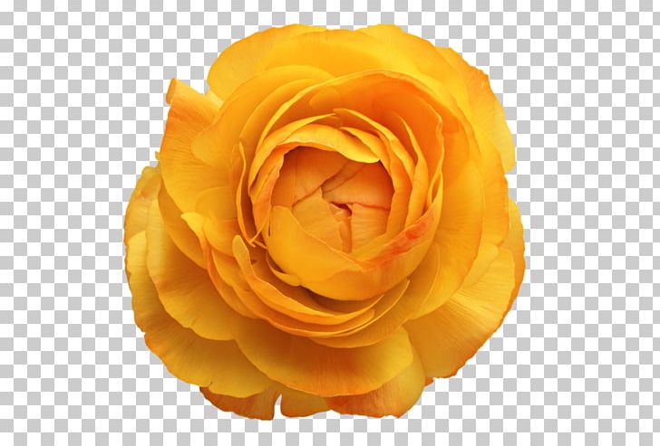 Flower Photoshop Plugin Rose PNG, Clipart, Closeup, Color, Cut Flowers, Desktop Wallpaper, Download Free PNG Download