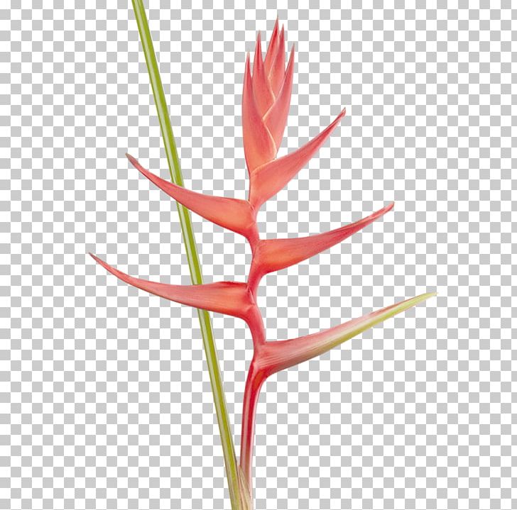 Lobster-claws Beefsteak Musa Ornata Plant Stem Flower PNG, Clipart, Banana, Beef, Beefsteak, Flower, Heliconia Free PNG Download