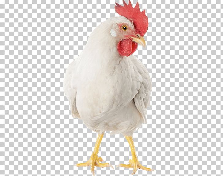 Rooster Broiler Doner Kebab Leghorn Chicken Poultry PNG, Clipart, Beak, Bird, Broiler, Chicken, Chicken As Food Free PNG Download