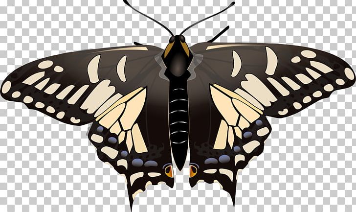 Swallowtail Butterfly Insect Papilio Zelicaon PNG, Clipart, Arthropod, Brush Footed Butterfly, Encapsulated Postscript, Insects, Monarch Butterfly Free PNG Download