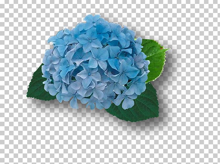 French Hydrangea Blue Cut Flowers Plant PNG, Clipart, Blue, Color, Cornales, Cut Flowers, Flower Free PNG Download