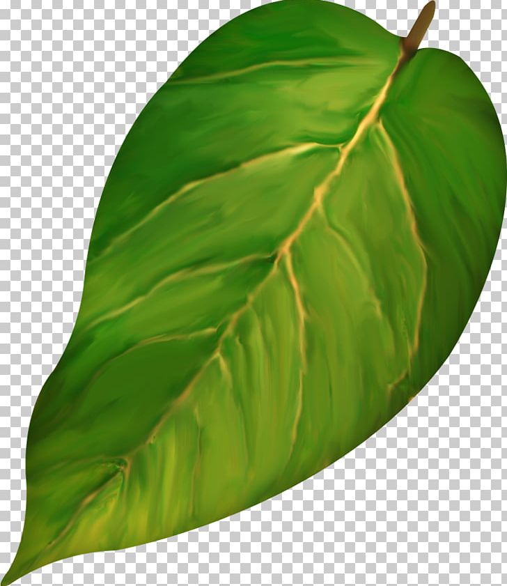 Leaf Gratis PNG, Clipart, Autumn Leaves, Banana Leaves, Bud, Designer, Download Free PNG Download