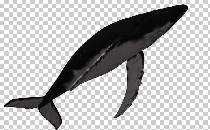 Marine Mammal Humpback Whale Dolphin PNG, Clipart, Animals, Beak, Cetacea, Dolphin, Fin Free PNG Download