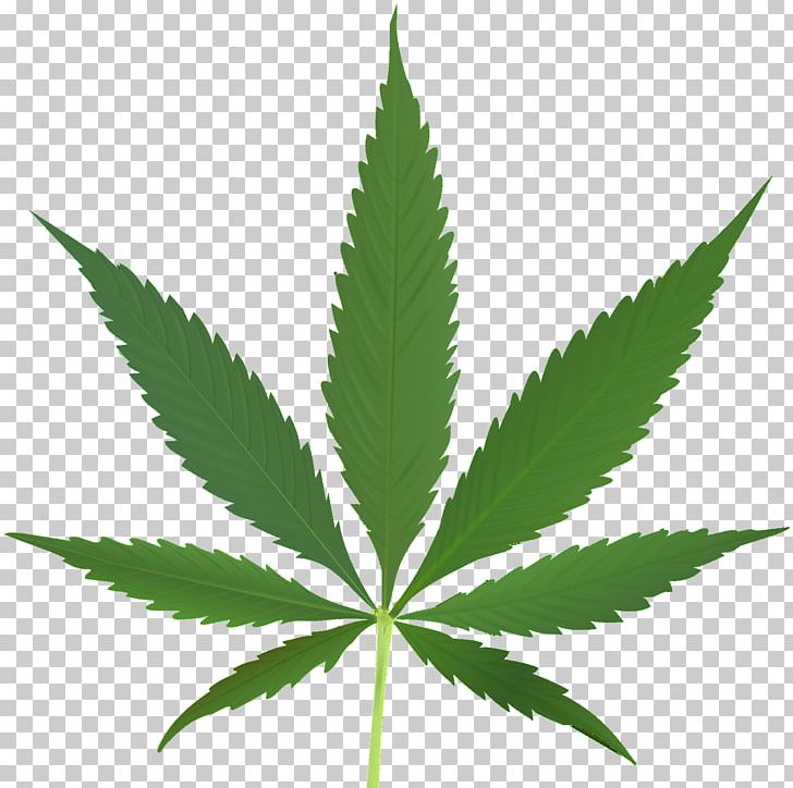 Medical Cannabis Leaf Tetrahydrocannabinol Cannabis Sativa PNG, Clipart, Cannabinoid, Cannabis, Cannabis Sativa, Cannabis Smoking, Drug Free PNG Download
