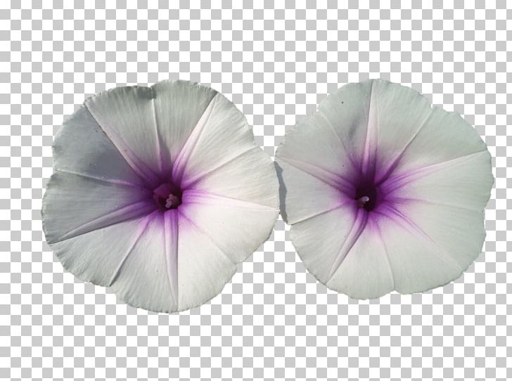 Pansy Morning Glory PNG, Clipart, Darshan, Flower, Flowering Plant, Lilac, Morning Glory Free PNG Download