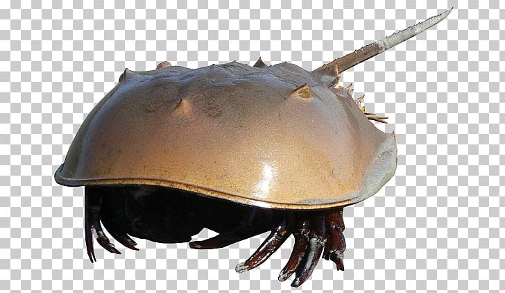 The Horseshoe Crab Decapods PNG, Clipart, Crab, Decapoda, Desktop Wallpaper, Dimension, Horseshoe Free PNG Download