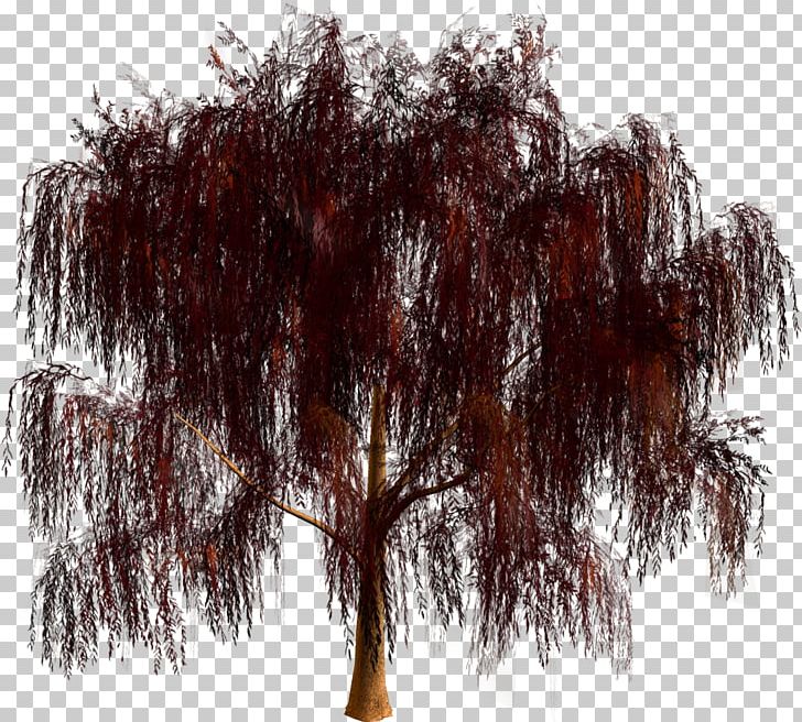 Tree Forest PNG, Clipart, 4 February, Branch, Email, Forest, Garden Free PNG Download