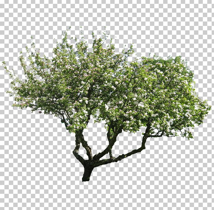 Tree Hawthorn Pine Stock Photography PNG, Clipart, Branch, Download, Flor, Gum Arabic Tree, Hawthorn Free PNG Download
