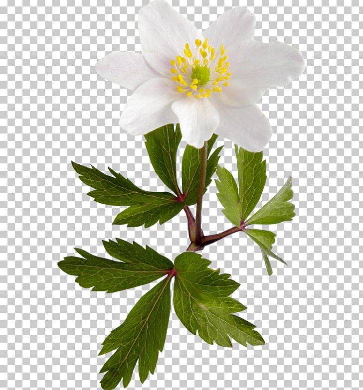 Narcissus Jonquilla Flower PNG, Clipart, Albom, Anemone, Computer Icons, Daffodil, Flower Free PNG Download