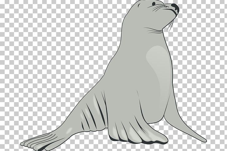 Sea Lion Cartoon PNG, Clipart, Art, Beak, Bear, Black And White, California Sea Lion Free PNG Download