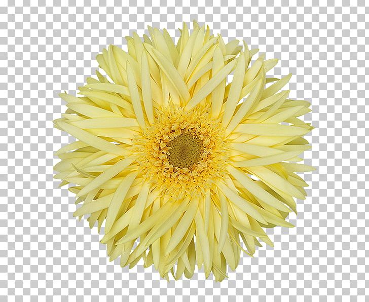 Stock Photography Flower Common Daisy Daisy Family PNG, Clipart, Annual Plant, Aster, Chrysanths, Common Daisy, Common Dandelion Free PNG Download