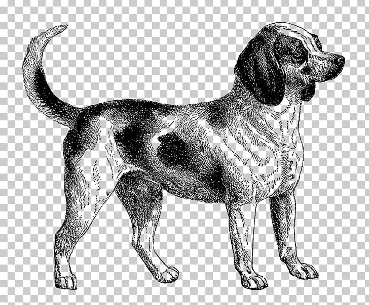 Beagle Dalmatian Dog English Mastiff PNG, Clipart, Animal, Beagle, Beagle Dog, Black And White, Black Dog Free PNG Download