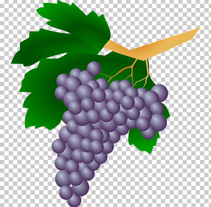 Common Grape Vine Wine Raisin PNG, Clipart, Cartoon, Food, Fruit, Fruit Nut, Grape Free PNG Download