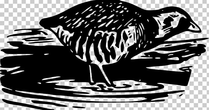 Drawing PNG, Clipart, Art, Beak, Bird, Black And White, Cartoon Free PNG Download