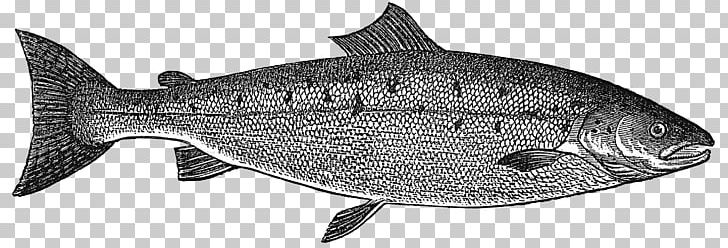 Fish Salmon Rainbow Trout PNG, Clipart, Animal Figure, Black And White, Fauna, Fin, Fish Free PNG Download