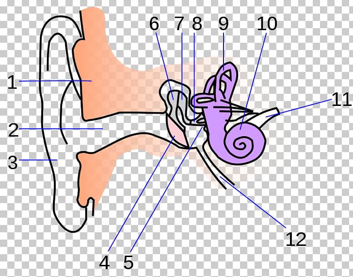 Inner Ear Anatomy Human Body Middle Ear PNG, Clipart, Anatomy, Angle, Arm, Cartoon, Circle Free PNG Download