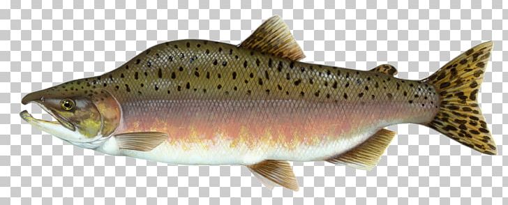 Pink Salmon Chinook Salmon Coho Salmon Fish PNG, Clipart, Animal Figure, Bony Fish, Brook Trout, Carp, Chinook Salmon Free PNG Download