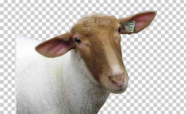 Sheep Goat Portable Network Graphics High-definition Television Display Resolution PNG, Clipart, 4k Resolution, Animals, Computer Icons, Cow Goat Family, Desktop Wallpaper Free PNG Download