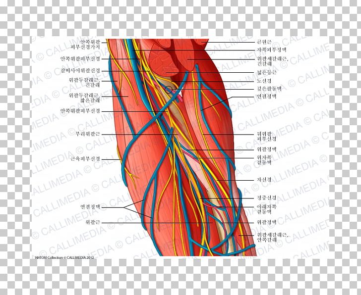 Ulnar Nerve Brachial Artery Augšdelms Vein PNG, Clipart, Anatomy, Angle, Arm, Artery, Blood Vessel Free PNG Download