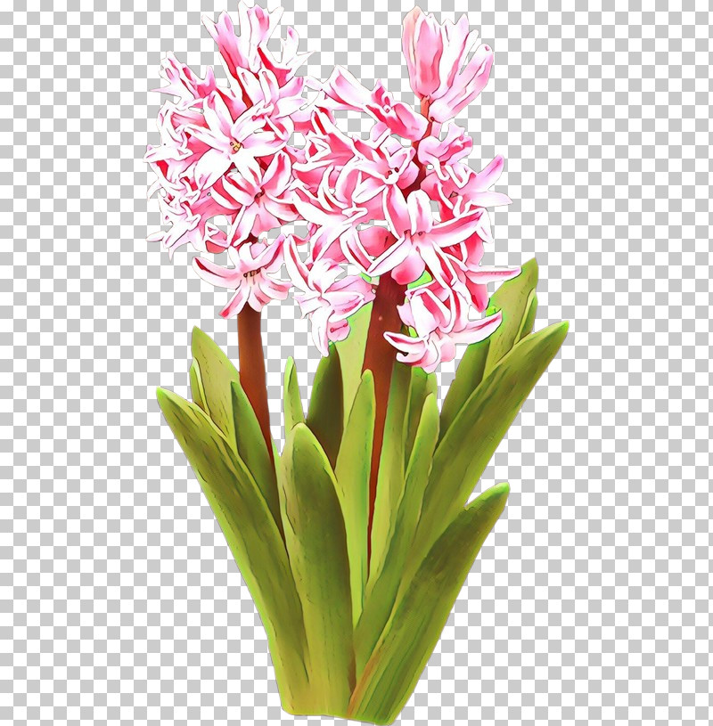 Flower Plant Pink Cut Flowers Gymea Lily PNG, Clipart, Crinum, Curcuma, Cut Flowers, Flower, Ginger Family Free PNG Download