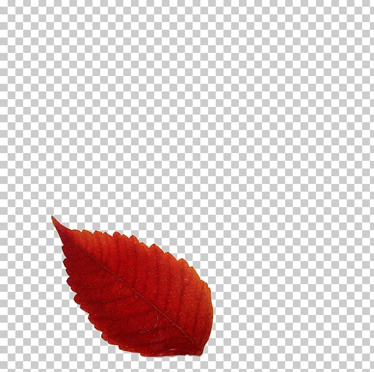 Autumn Leaf Color Red Autumn Leaf Color PNG, Clipart, Autumn, Autumn Leaf Color, Autumn Leaves, Color Red, Deciduous Free PNG Download