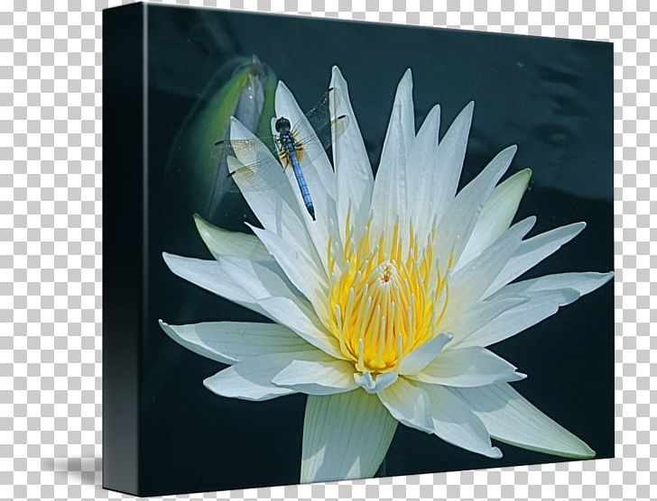 Gallery Wrap Petal Aquatic Plants Flower PNG, Clipart, Aquatic Plant, Aquatic Plants, Art, Canvas, Dragonfly Free PNG Download