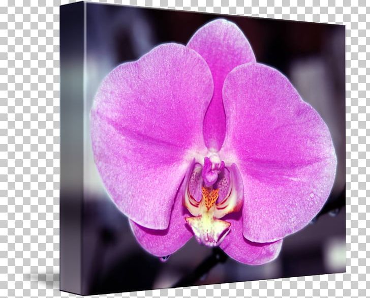 Plant Violet Moth Orchids Lilac PNG, Clipart, Cattleya, Cattleya Orchids, Family, Flora, Flower Free PNG Download