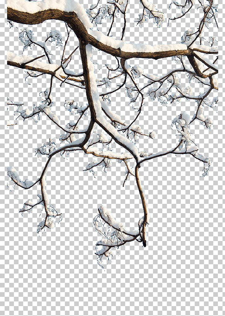 Twig PNG, Clipart, Adobe Illustrator, Black And White, Blossom, Branch, Branches Free PNG Download