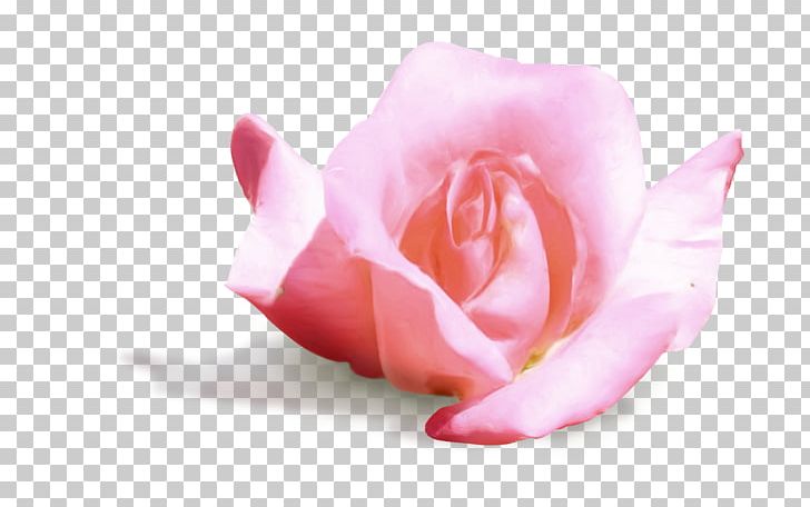 Garden Roses Cabbage Rose Petal Cut Flowers Pink M PNG, Clipart, Closeup, Cut Flowers, E 65, Flower, Flowering Plant Free PNG Download