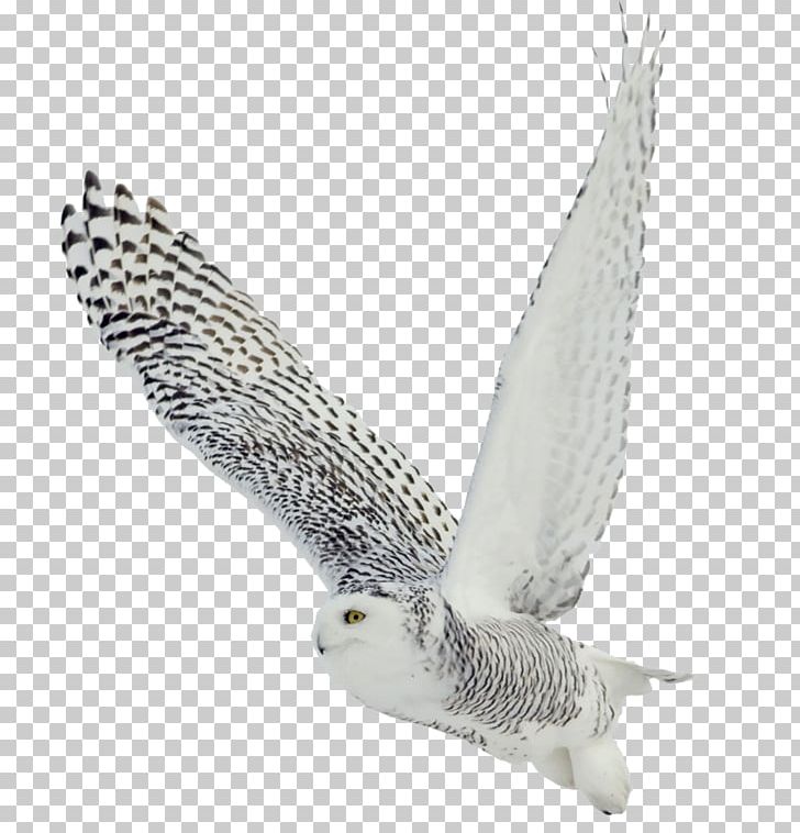 The White Owl Black-and-white Owl Bird Barred Owl Snowy Owl PNG, Clipart, Animals, Barn Owl, Barred Owl, Beak, Bird Free PNG Download