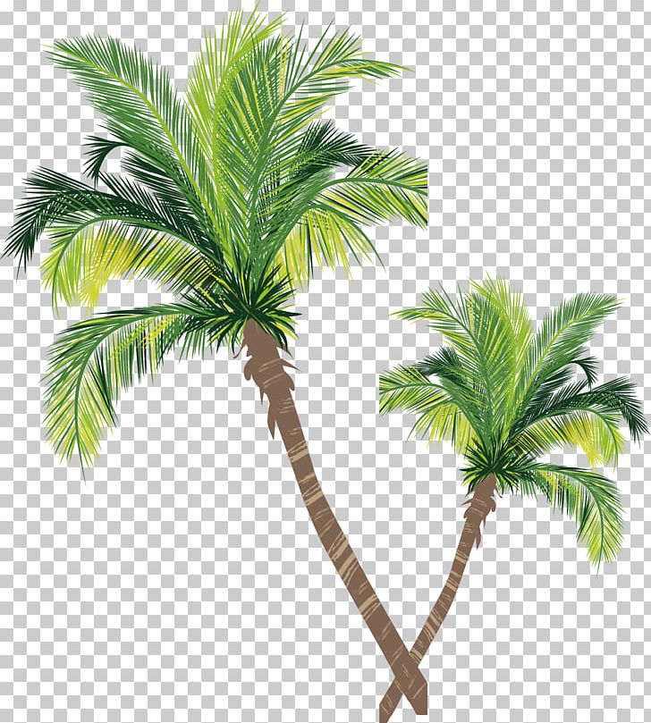 Asian Palmyra Palm Coconut Tree Euclidean PNG, Clipart, Adobe Illustrator, Arecaceae, Borassus Flabellifer, Branch, Encapsulated Postscript Free PNG Download