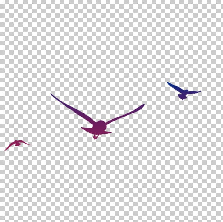 Bird Gulls PNG, Clipart, Adobe Illustrator, Animals, Beak, Bird, Bird Cage Free PNG Download