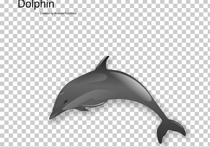 Dolphin Free Content PNG, Clipart, Blog, Bottlenose Dolphin, Cetacea, Chinese White Dolphin, Common Bottlenose Dolphin Free PNG Download