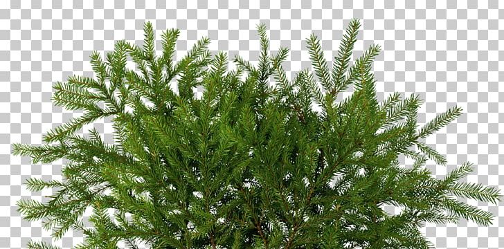 Fir Spruce Pine Yolki Conifer Cone PNG, Clipart, Branch, Conifer, Conifer Cone, Cypress Family, Evergreen Free PNG Download