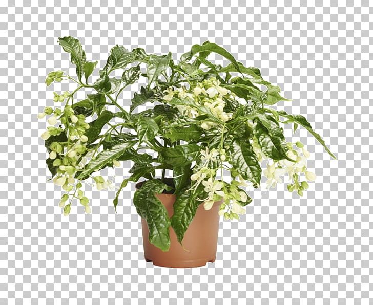 Flowerpot Herb Houseplant Tree PNG, Clipart, Flower, Flowerpot, Herb, Houseplant, Nature Free PNG Download