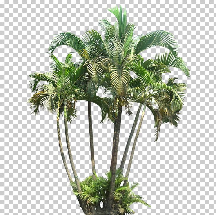 Palm Trees Houseplant Subtropics Plants PNG, Clipart, Agathis Dammara, Agathis Robusta, Arecales, Areca Palm, Coconut Free PNG Download