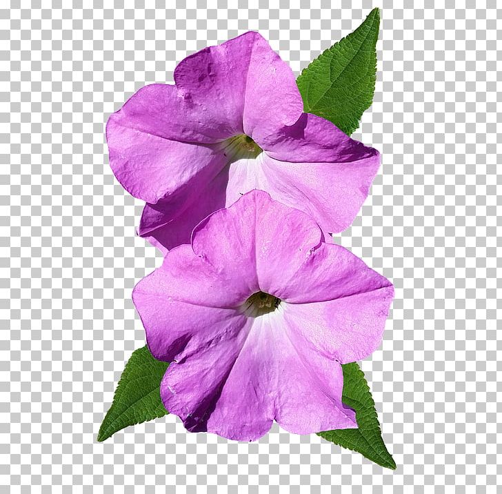 Petunia Flower Portable Network Graphics Petal PNG, Clipart, Annual Plant, Download, Flower, Flowering Plant, Image Resolution Free PNG Download