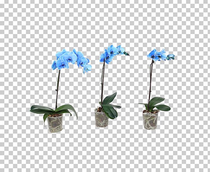 Moth Orchids Blue Impatiens Houseplant Plants PNG, Clipart, Artificial Flower, Blue, Cape Jasmine, Cut Flowers, Flora Free PNG Download