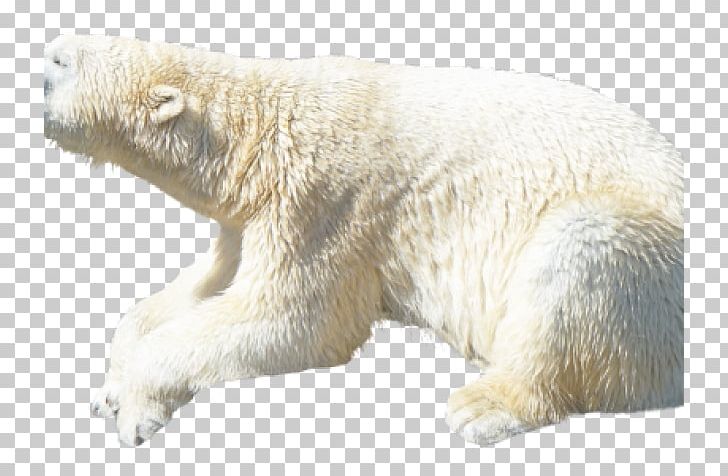 Polar Bear American Black Bear Earless Seal Walrus Portable Network Graphics PNG, Clipart, American Black Bear, Animal, Animals, Bear, Brown Bear Free PNG Download