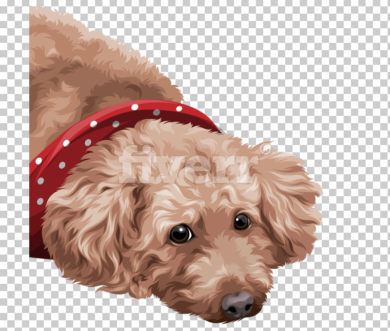 Dog Poodle Cockapoo Puppy Toy Poodle PNG, Clipart, Cockapoo, Dog, Dog Collar, Ear, Fur Free PNG Download