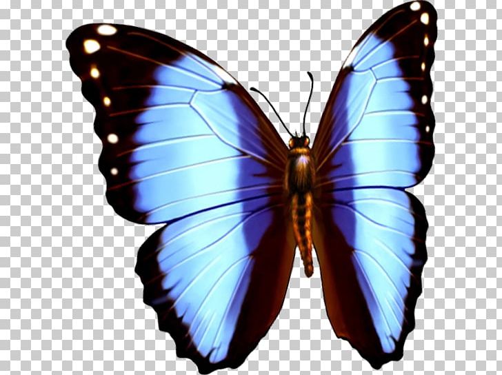 Butterfly Computer File PNG, Clipart, Arthropod, Blue Butterfly, Brush Footed Butterfly, Butter, Butterflies Free PNG Download