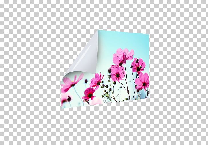 Photography Plakat Naukowy Blomstereng PNG, Clipart, Blomstereng, Blume, Flora, Floral Design, Flower Free PNG Download