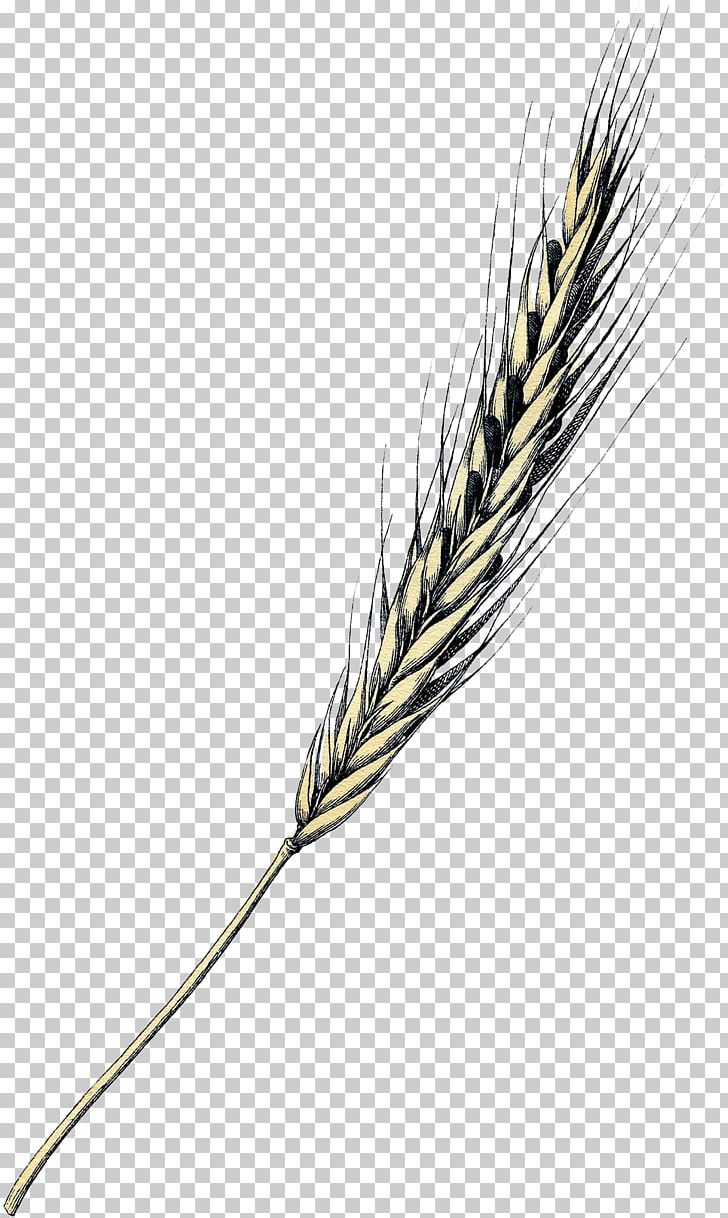 Emmer Einkorn Wheat Grasses Grain Painting PNG, Clipart, Art, Commodity, Einkorn Wheat, Emmer, Food Grain Free PNG Download