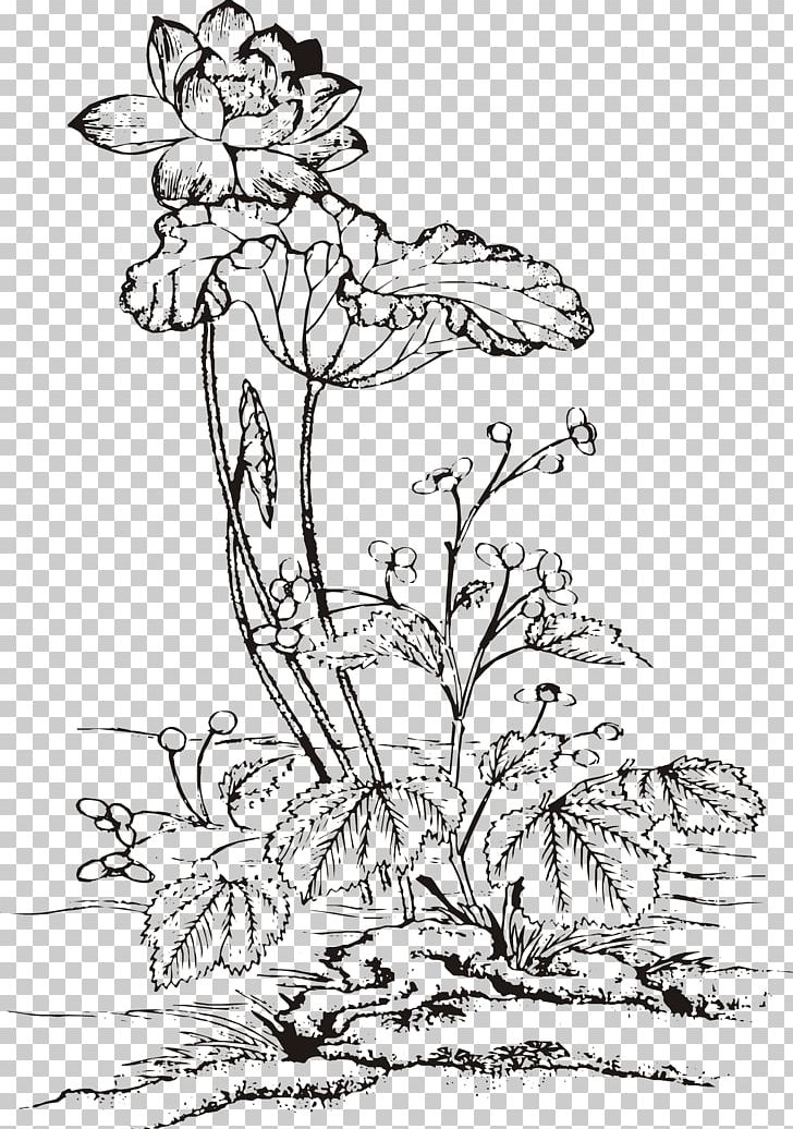 Nelumbo Nucifera Ink Wash Painting Chinese Painting PNG, Clipart, Black And White, Botany, Branch, Cartoon, Chinese Lantern Free PNG Download