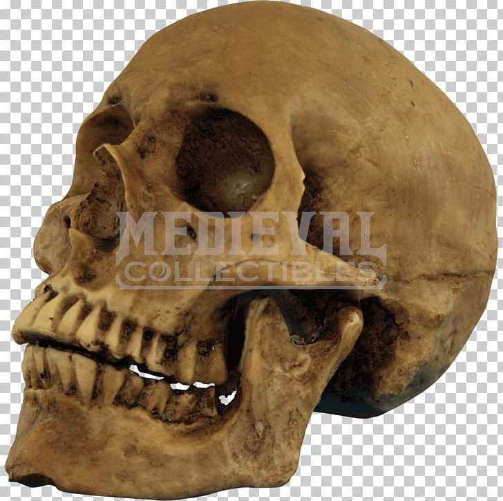 Skull Human Skeleton PNG, Clipart, Bone, Cranium, Face, Fantasy, Graveyard Free PNG Download