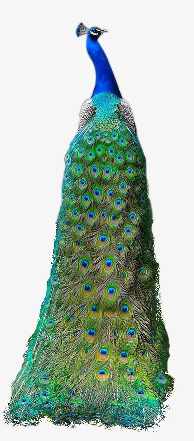 Beautiful Peacock Material PNG, Clipart, Animal, Beautiful Clipart, Gorgeous, Gorgeous Peacock, King Free PNG Download