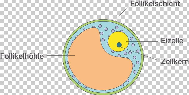 Egg Cell Ovarian Follicle Spermatozoon Zygote Fertilisation PNG, Clipart, Area, Babys, Cell, Chromosome, Circle Free PNG Download