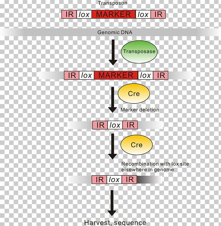 Genomic Library Genome Transposable Element Nucleic Acid Sequence PNG, Clipart, Adna, Angle, Antimicrobial Resistance, Area, Brand Free PNG Download